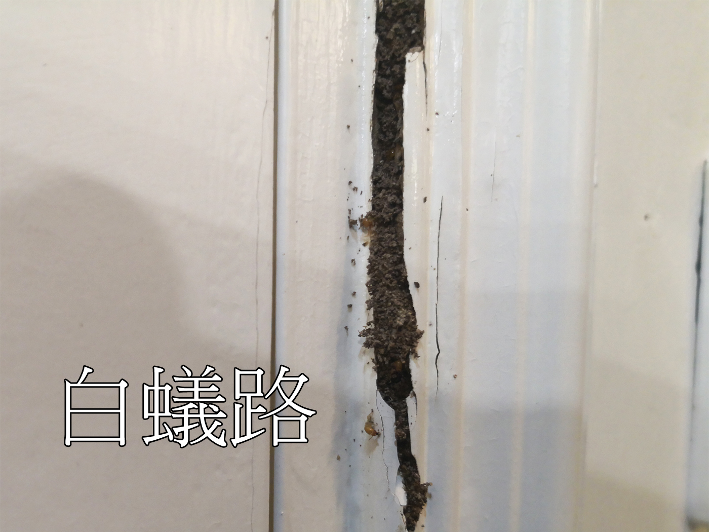 白蟻 – 合一清潔服務有限公司